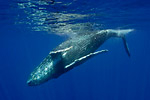 Japan postpones hunting of humpback whales Photo