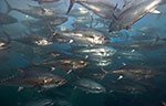 Report predicts collapse of fish and seafood species by 2048 Photo