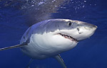 Guadalupe Great White Shark digital imaging trip: three spots open Photo