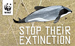Support petition to protect Hector’s and Maui’s dolphins Photo