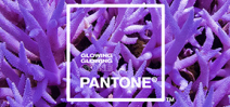 Adobe and Pantone highlight coral bleaching Photo