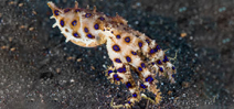 Paper describes octopus locomotion Photo