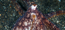Paper studies inter octopus asphyxiation Photo