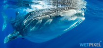 Paper catalogs whale shark movements off Madagascar Photo