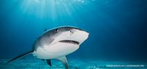 BBC “Shark” series goes to air Photo