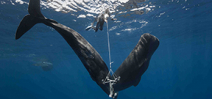 Expedition seeks to decode sperm whale vocalizations Photo