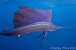 Berkley White tests Nikon D300 / Sea & Sea on sailfish Photo