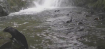 Video: Fur seal pups frolicking in waterfall Photo