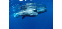 Scientists track sperm whales based on dialects Photo