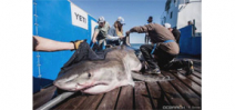 Great White Shark tagged off South Carolina last year shows up in Gulf of Mexico Photo