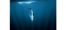 Video: Darren Jew, underwater photographer and Canon master Photo