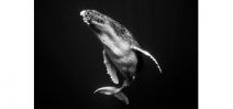 A black and white series of humpback whales by Jem Cresswell Photo