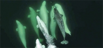 Lone narwhal adopted by beluga pod in St. Lawrence River Photo