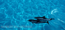 Norbert Wu’s Favorite Images: Spotted Dolphins, Bahama Banks Photo