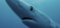 Norbert Wu’s Favorite Images: Shark Diving in San Diego Photo