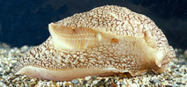 Researchers voice concern over poisonous sea slugs Photo