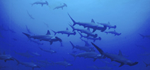 Norbert Wu’s Favorite Images: School of Scalloped Hammerhead Sharks Photo