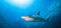 British Virgin Islands announces shark sanctuary Photo