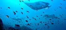 Indonesia creates new manta ray sanctuary Photo