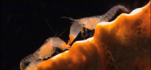 Snapping shrimp are the honeybees of the sea Photo