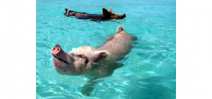 Several swimming pigs found dead in Bahamas Photo