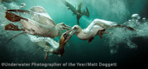 Final Call: Underwater Photographer of the Year 2016 Photo