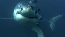 Underwater photographer’s close encounter with great white captured on 360 video Photo