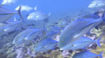Diving Clipperton Island video preview Photo