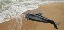 Paper describes apparent grieving behaviour among whales Photo