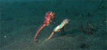 Video: Earth Touch mating seahorses Photo