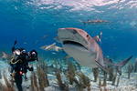 Bahamas sharks and dolphin expedition, July 19-27, 2008 Photo