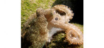Octopus research video wins Emmy Photo