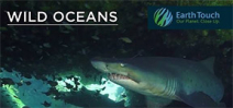 Video: Ragged tooth sharks of Aliwal Shoal Photo