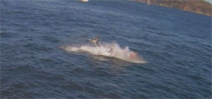 Breaching great white shark filmed from Alcatraz ferry boat Photo
