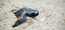 Hurricane Irma destroys turtle nests Photo