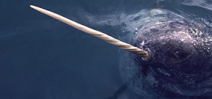Secrets of the narwhal’s tusk revealed Photo