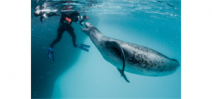 Interview with underwater photographer Paul Nicklen on NPR’s Fresh Air Photo