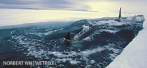 Norbert Wu’s Favorite Images: Orcas in Antarctica Photo