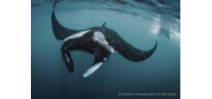 Peru to protect Giant Manta Ray population Photo