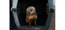 Why starving sea lion pups are showing up on California beaches Photo