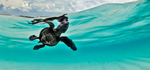 Our World Underwater 2014 Winners Announced Photo