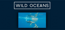 Video: Earth Touch Wild Oceans Photo