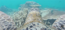 Video: A turtle eye view of the Great Barrier Reef Photo