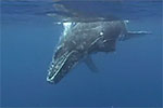 “Humpback Whales of Tonga” by Mary Lynn Price Photo