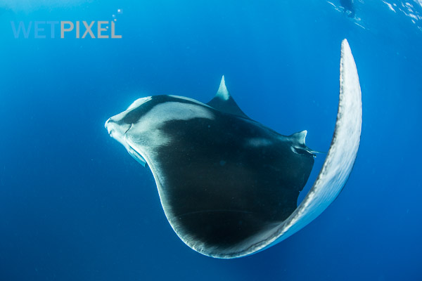 Manta ray research on Wetpixel