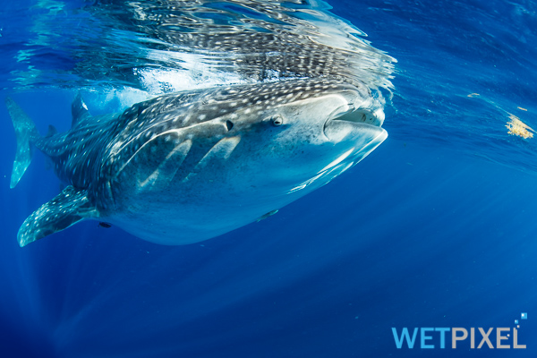 whale sharks on Wetpixel