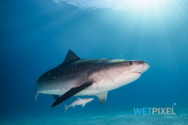 Tiger sharks on Wetpixel