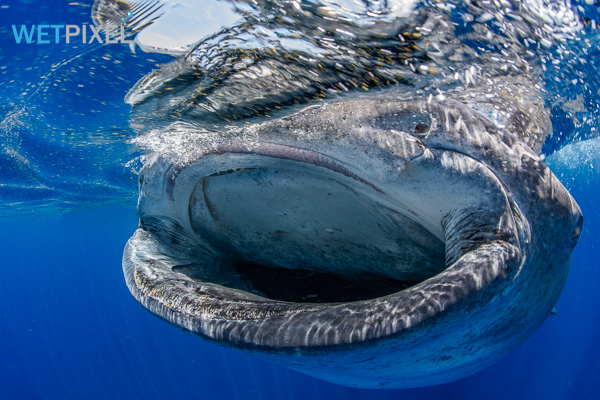 Whale Shark Day on Wetpixel