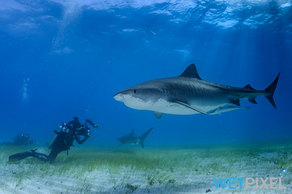 Shark ecotourism on Wetpixel