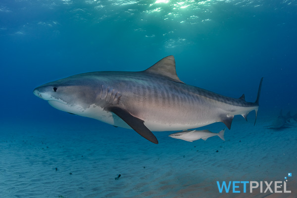 Tiger shark on Wetpixel
